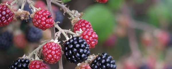 sblackberry-1445166_1920 (1)